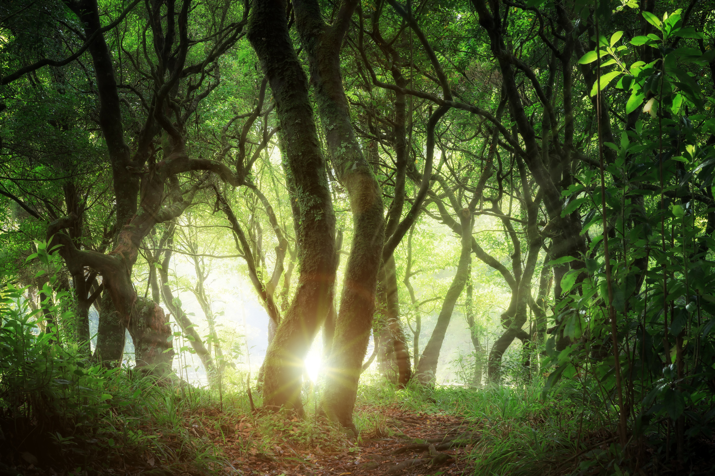 Fantasy forest Madeira