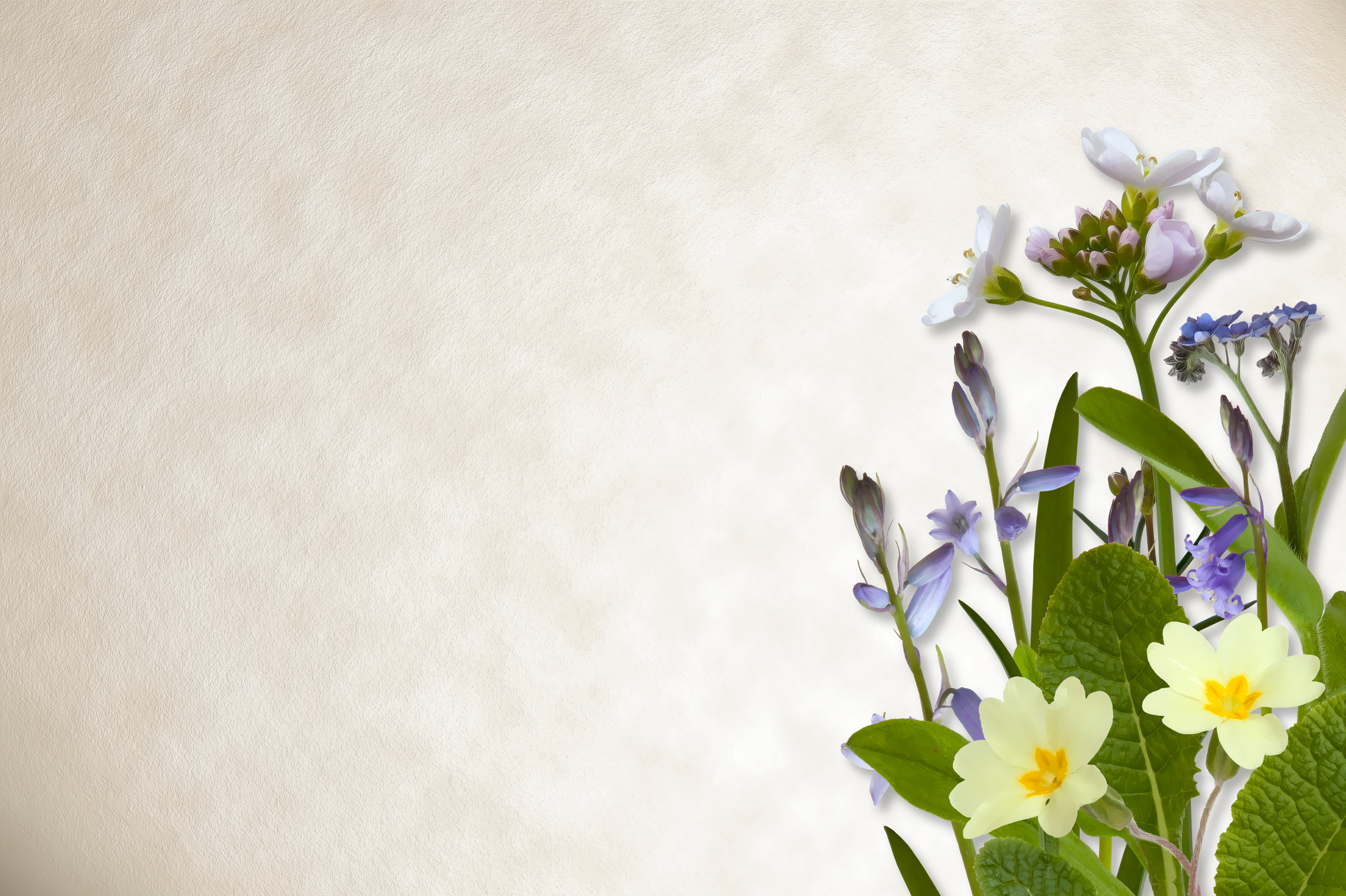 Flowers on parchment background